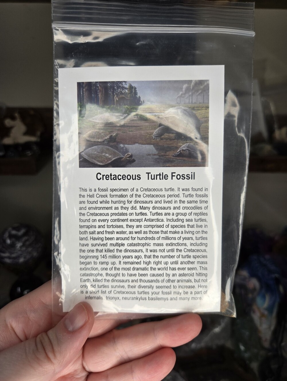 Cretaceous Turtle Fossil W/ Info Card